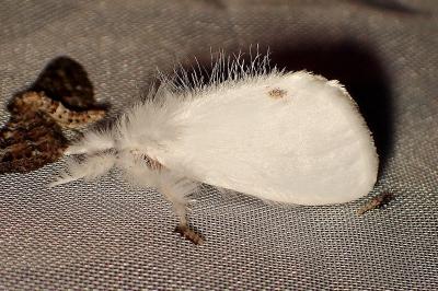 <i>Sphrageidus similis</i>