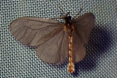 <i>Sterrhopterix fusca</i>