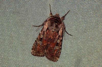 <i>Violaphotia molothina</i>