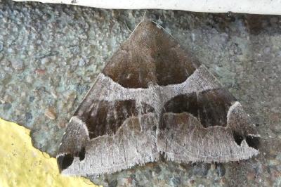 <i>Dysgonia algira</i>