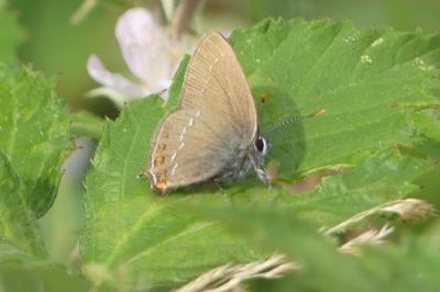 <i>Satyrium ilicis</i>