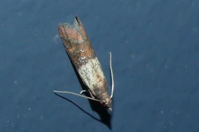 <i>Plodia interpunctella</i>