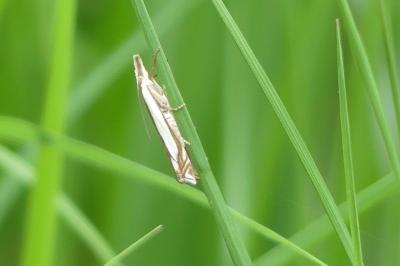 <i>Crambus pascuella</i>