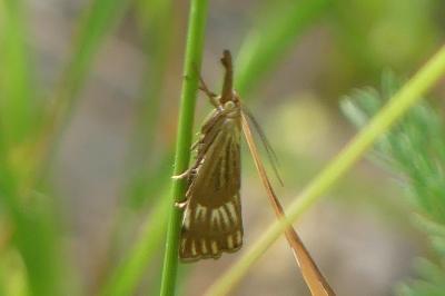 <i>Chrysocrambus linetella</i>