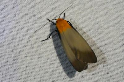 <i>Lithosia quadra</i>
