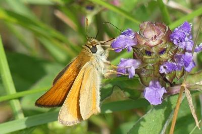 <i>Thymelicus sylvestris</i>