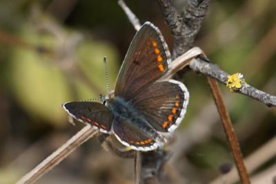<i>Aricia agestis</i>