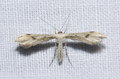 <i>Hellinsia lienigiana</i>