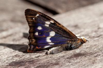 <i>Apatura ilia</i>