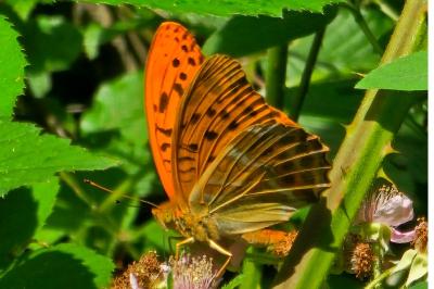 <i>Argynnis paphia</i>