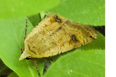 <i>Noctua pronuba</i>