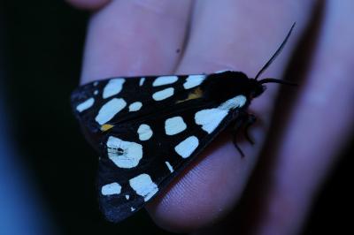 <i>Arctia villica</i>