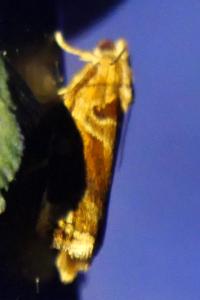 <i>Archips xylosteana</i>