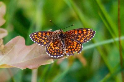 <i>Melitaea athalia</i>