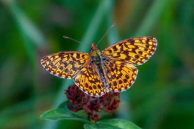 <i>Boloria dia</i>