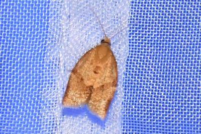<i>Clepsis consimilana</i>