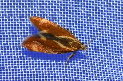 <i>Metalampra italica</i>