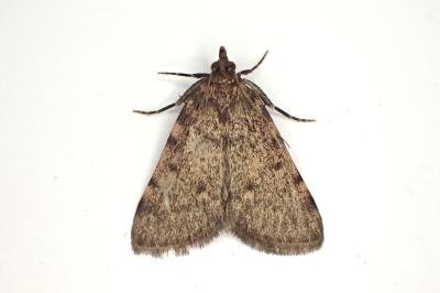<i>Aglossa pinguinalis</i>