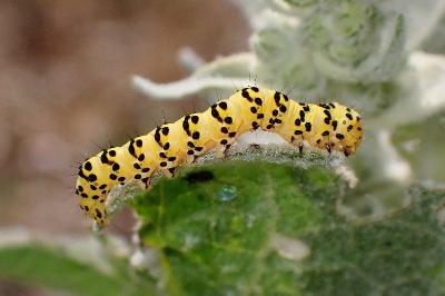 <i>Cucullia lychnitis</i>