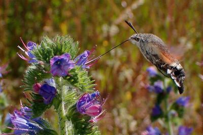 <i>Macroglossum stellatarum</i>