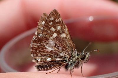 <i>Pyrgus malvae</i>