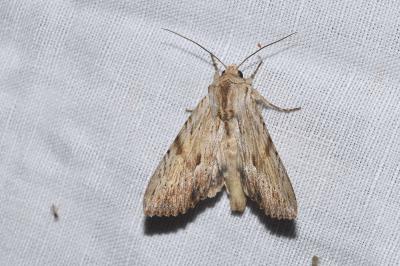 <i>Apamea lithoxylaea</i>