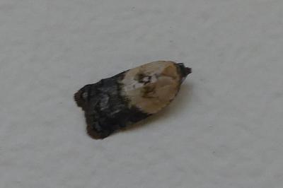 <i>Acleris variegana</i>
