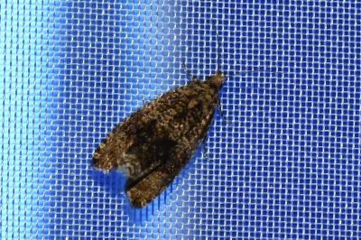 <i>Celypha</i>