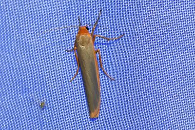 <i>Eilema caniola</i>