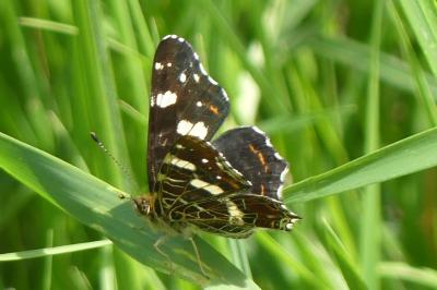 <i>Araschnia levana</i>