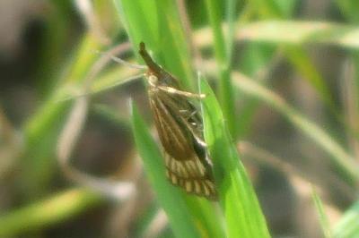 <i>Chrysocrambus linetella</i>