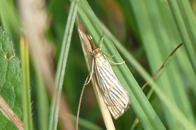 <i>Chrysocrambus linetella</i>