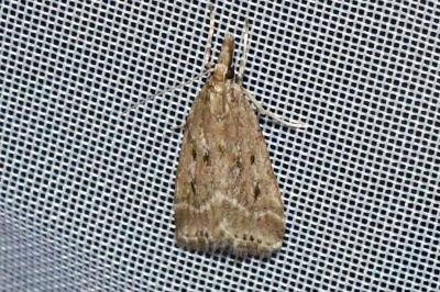 <i>Eudonia pallida</i>
