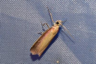 <i>Oncocera semirubella</i>
