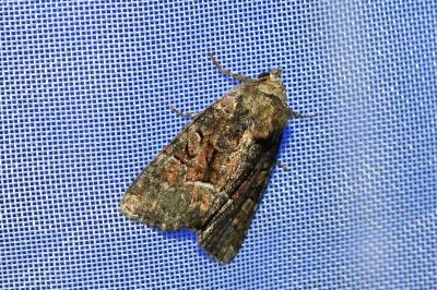 <i>Oligia</i>