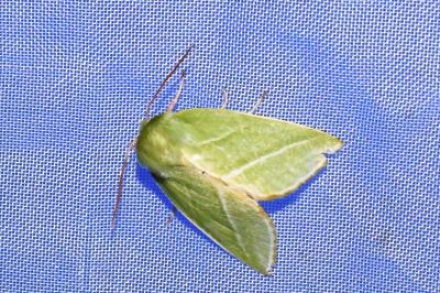 <i>Pseudoips prasinanus</i>