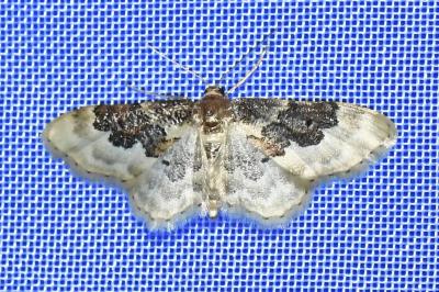 <i>Idaea rusticata</i>
