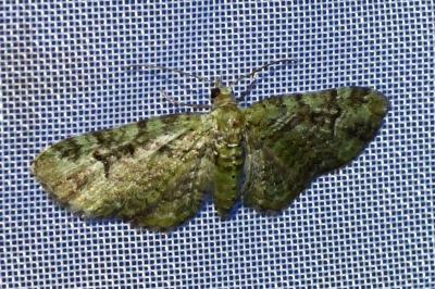 <i>Pasiphila rectangulata</i>