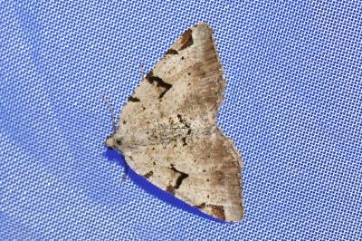 <i>Macaria wauaria</i>