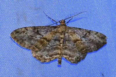 <i>Peribatodes rhomboidaria</i>