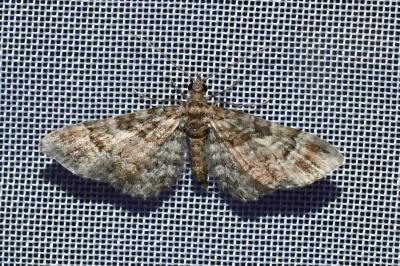 <i>Gymnoscelis rufifasciata</i>