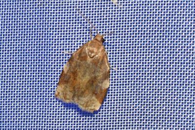 <i>Archips xylosteana</i>
