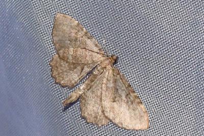 <i>Philereme vetulata</i>