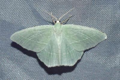 <i>Jodis lactearia</i>