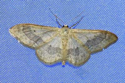 <i>Idaea aversata</i>