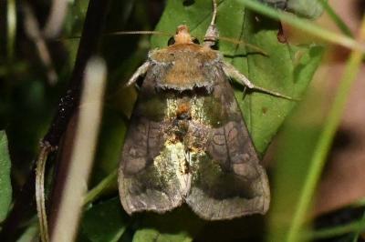 <i>Diachrysia chrysitis</i>