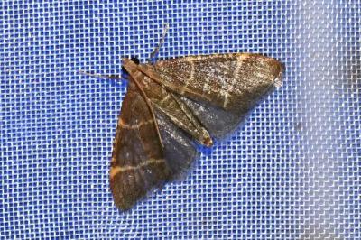 <i>Hypsopygia glaucinalis</i>