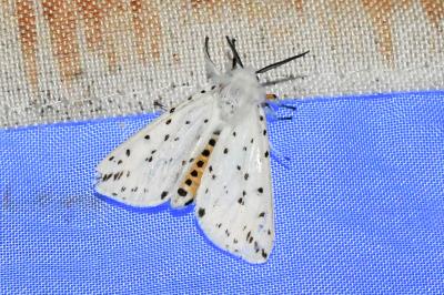 <i>Spilosoma lubricipeda</i>