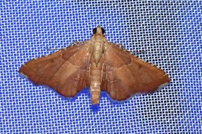 <i>Endotricha flammealis</i>