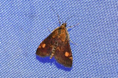 <i>Pyrausta aurata</i>